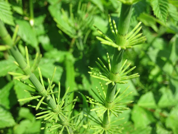 Plantas verdes. —  Fotos de Stock