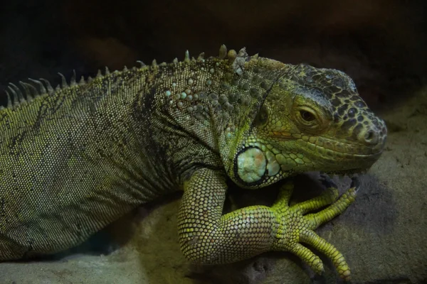 Taşa yalan Iguana. — Stok fotoğraf