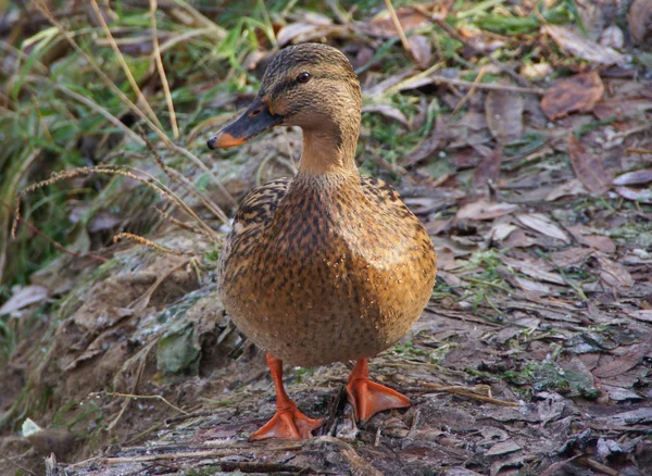 Portrait of a duck — Stock Photo, Image