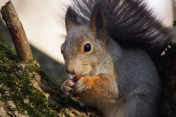 Ritratto di uno scoiattolo che mordicchia una noce . — Foto Stock