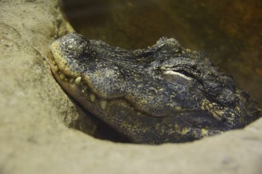 Bir timsah sudan başkanı.