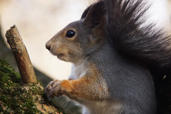 Lo scoiattolo si siede su un ramo d'albero. — Foto Stock