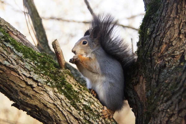 Ekorren gnaga en nöt. — Stockfoto