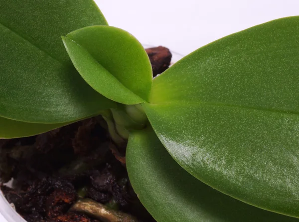 Yeşil bitki bir tencerede. Makro. 