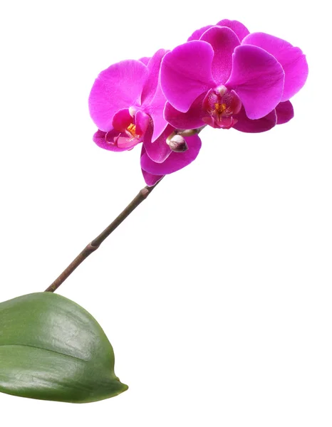 Orquídea de flores. Morado . —  Fotos de Stock