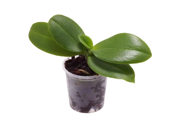 Groene plant in een pot. — Stockfoto