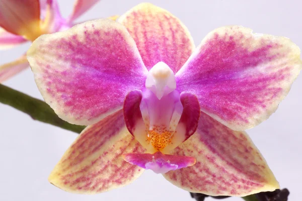 Orchidea kwiat. Fioletowy i żółty. — Zdjęcie stockowe