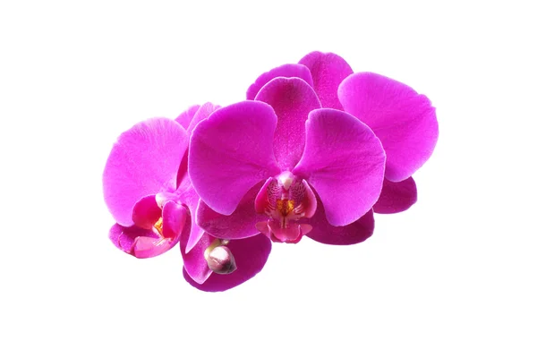 Orchidea kwiat. Fioletowy. — Zdjęcie stockowe