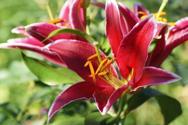 Lily flower pink — Stock Photo, Image