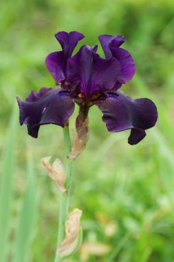 Bahçedeki mor zambak çiçeği. 