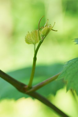 Bahçedeki yeşil çiçek. 