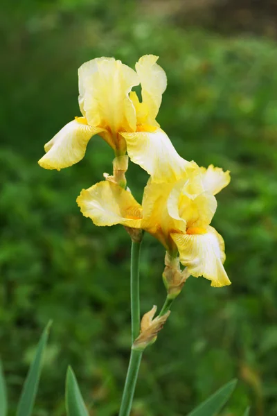Flor amarilla sobre un fondo verde. — Foto de Stock
