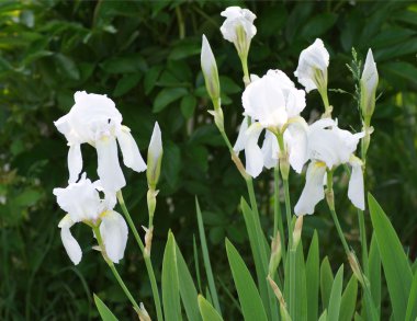 Bahçedeki beyaz iris çiçeği