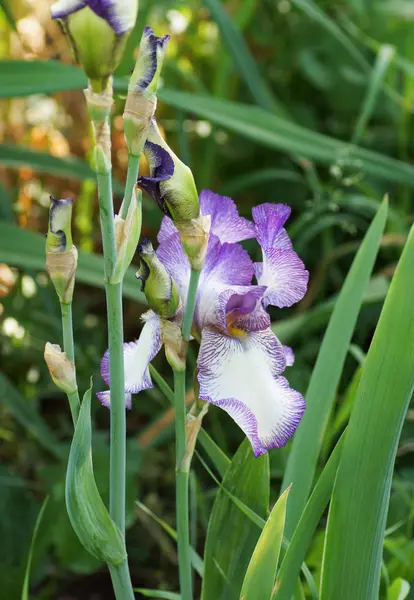 Fleur d'iris bleu et blanc dans le jardin. — Photo
