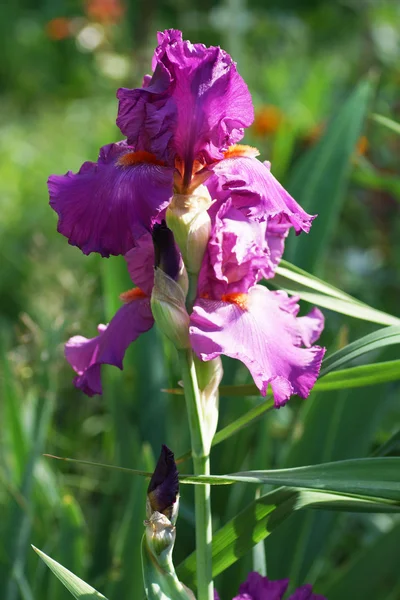 Fleur d'iris rose dans le jardin . — Photo