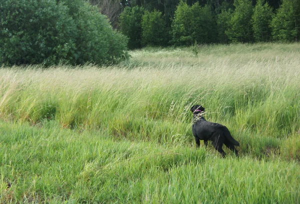 Alanında siyah köpek. 