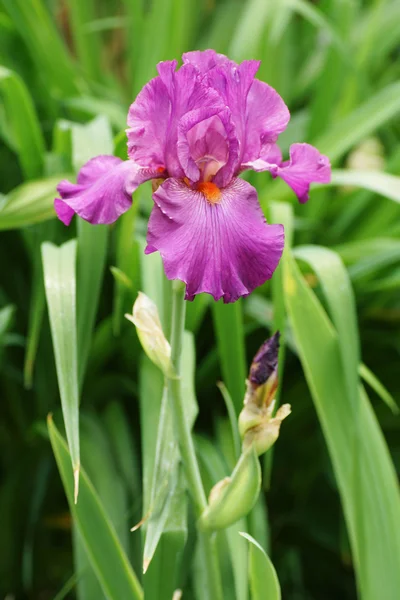 Pink iris flower in the garden. — Stock Photo, Image