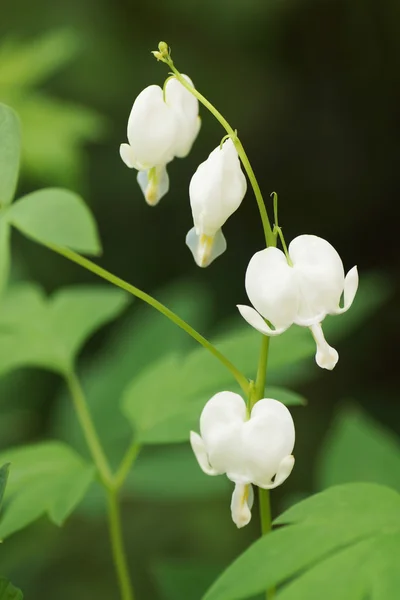 Flor blanca en el jardín — Foto de Stock