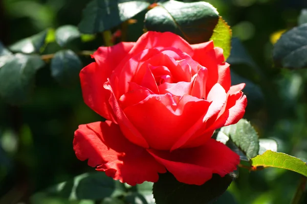 Rosa rossa in giardino — Foto Stock