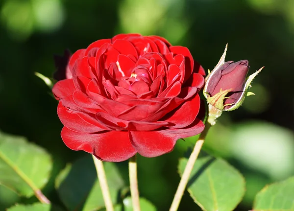 Rosa rossa in giardino in estate . — Foto Stock