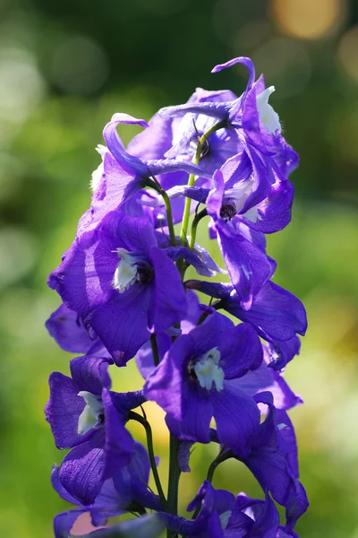 Flor azul en el jardín. —  Fotos de Stock