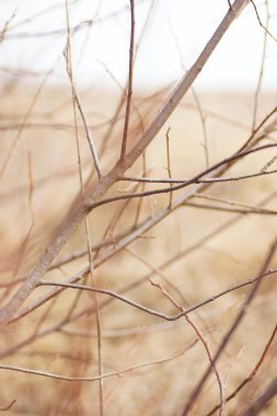 Çıplak ağaç dalları. 