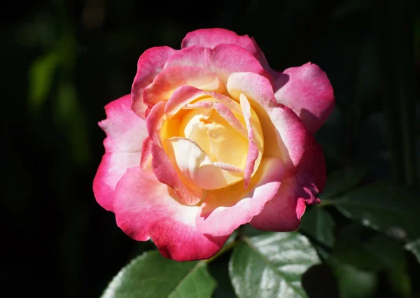 Розовая роза в саду летом . — стоковое фото