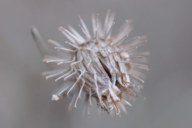 Kuru çiçek dulavratotu. 