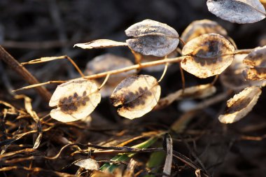 Dünya üzerinde kurutulmuş bitki. 