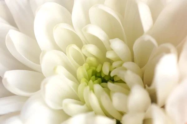 Část bílé květiny. — Stock fotografie
