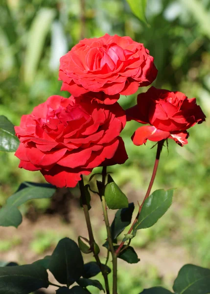 Rose rosse in giardino. — Foto Stock