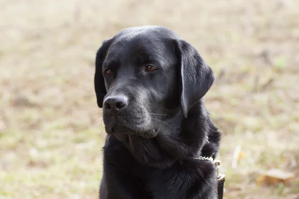 Portrait of a black dog. — Stock Photo, Image