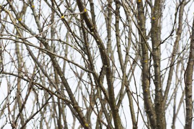 Çıplak ağaç dalları. 