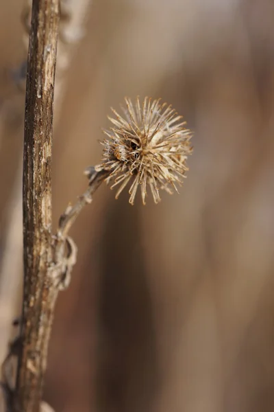 Dry flower burdock. — Stock Photo, Image