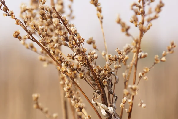 Plante séchée à l'automne . — Photo