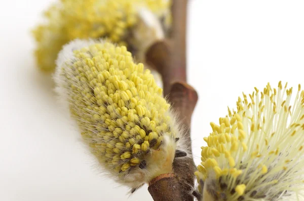 Ramo florescente de uma árvore. — Fotografia de Stock