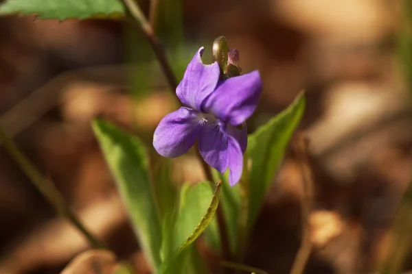 Flor salvaje azul —  Fotos de Stock