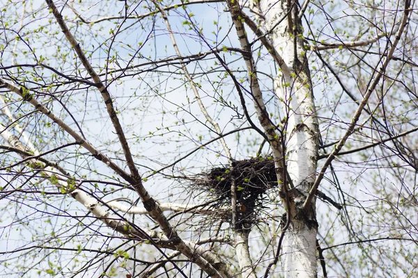 Nid d'oiseau dans un arbre . — Photo