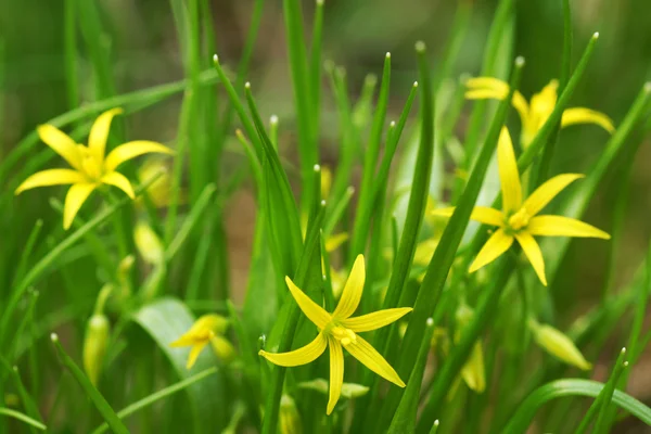 정원에 있는 노란 꽃. — 스톡 사진