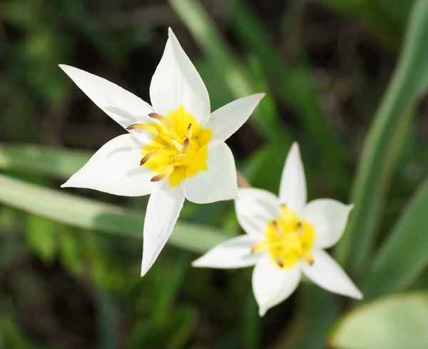 Witte bloem in de tuin. — Stockfoto