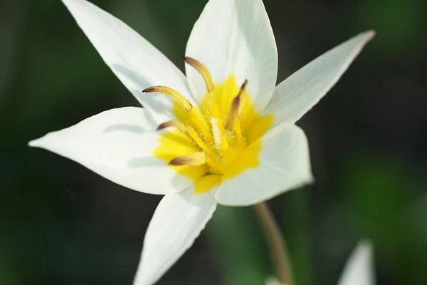 Flor blanca en el jardín. — Foto de Stock