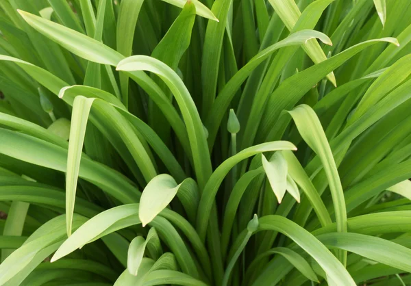 Plantas verdes no jardim — Fotografia de Stock