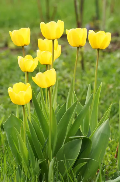 Tulipes jaunes dans le jardin. — Photo