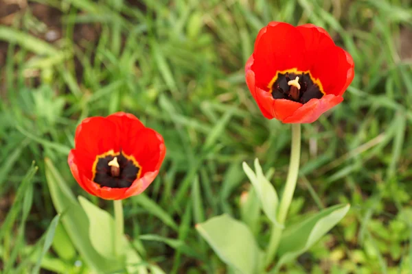 Des tulipes rouges dans le jardin. — Photo