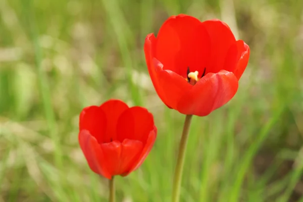 Des tulipes rouges dans le jardin. — Photo