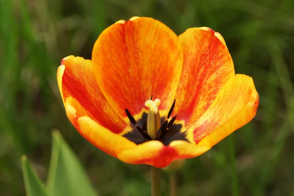 Orange tulips in the garden. — Stock Photo, Image