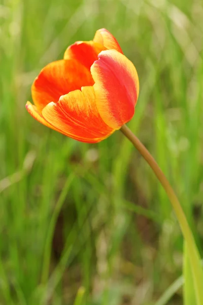 Orange tulips in the garden. — Stock Photo, Image