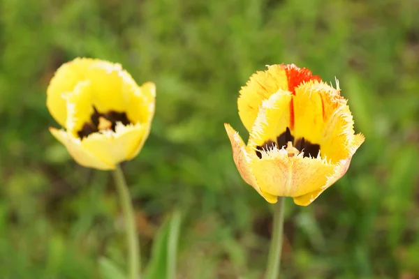 Deux tulipes jaunes dans le jardin . — Photo