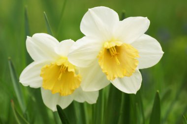 Bahçedeki beyaz çiçek. 