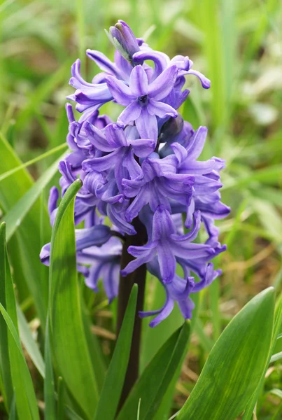 Fleur bleue dans le jardin. — Photo